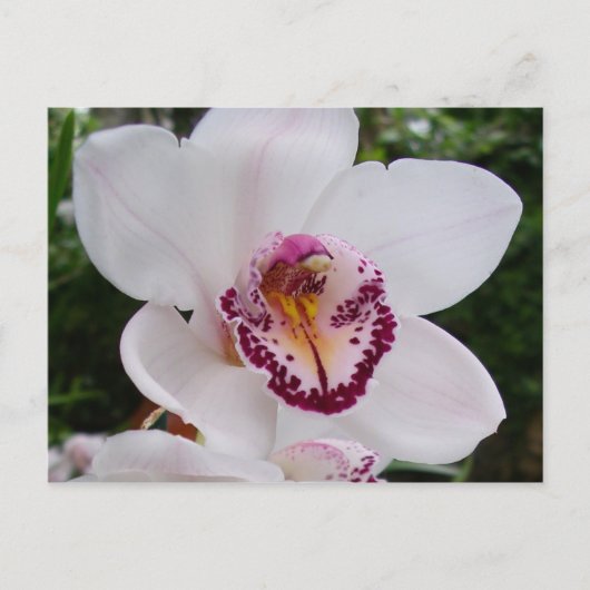 White Orchid I Beautiful Tropical Blume Postkarte (Vorderseite)