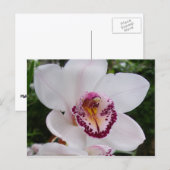 White Orchid I Beautiful Tropical Blume Postkarte (Vorne/Hinten)