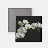 White Orchid Magnet (Vorderseite/Rückseite)