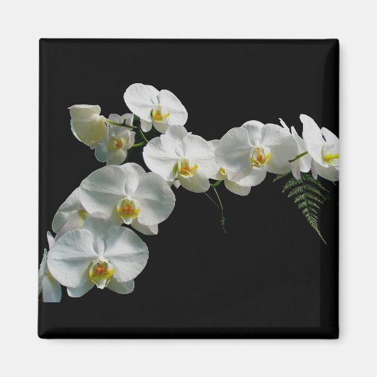 White Orchid Magnet (Vorne)