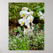 White Orchid Poster (Vorne)