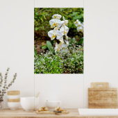 White Orchid Poster (Küche)