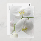 White orchid postkarte (Vorne/Hinten)