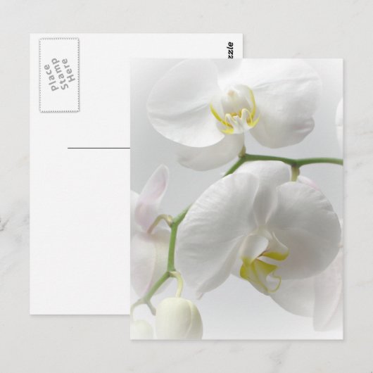 White orchid postkarte (Vorne/Hinten)
