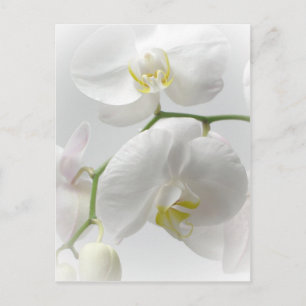 White orchid postkarte