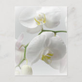 White orchid postkarte (Vorderseite)