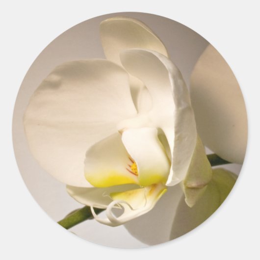 White Orchid Umschlag Aufkleber Hochzeitsticker (Vorderseite)