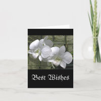 "WHITE ORCHIDS WITH RAINDROPS" (Foto)