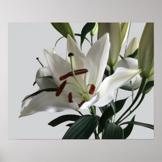 White Oriental Lilie Blume Poster (Vorne)