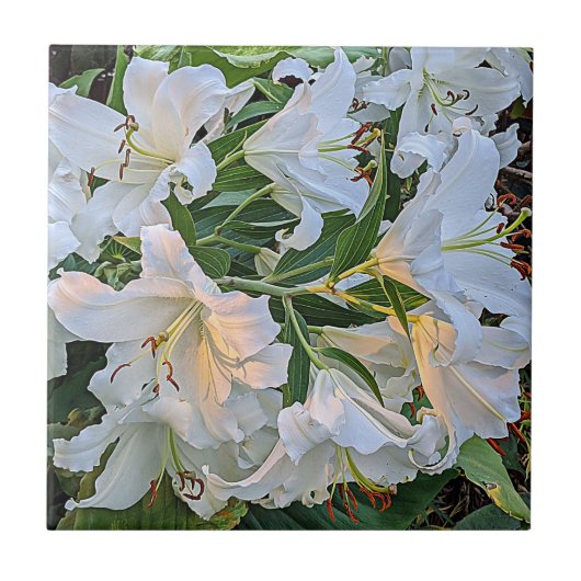 White Oriental Lily Blooms Blues Fliese (Vorderseite)