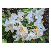 White Oriental Lily Blooms Blues Fotodruck (Vorne)