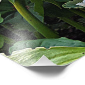 White Oriental Lily Blooms Blues Fotodruck (Ecke)