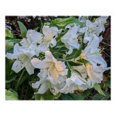 White Oriental Lily Blooms Blues Poster (Vorderseite)