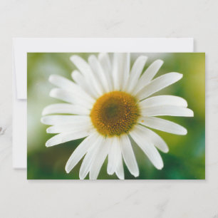 White Oxeye Daisy - Leucanthemum vulgare Einladung
