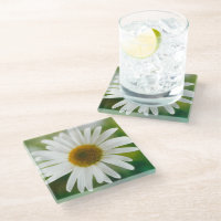 White Oxeye Daisy - Leucanthemum vulgare