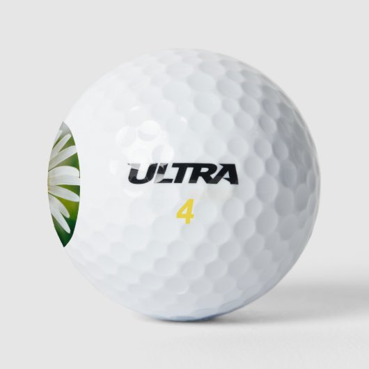 White Oxeye Daisy - Leucanthemum vulgare Golfball (Logo)
