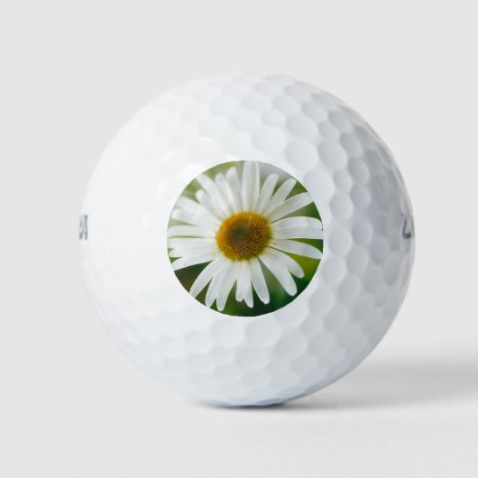 White Oxeye Daisy - Leucanthemum vulgare Golfball (Vorderseite)