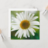 White Oxeye Daisy - Leucanthemum vulgare Karte (Vorderseite/Rückseite Beispiel)