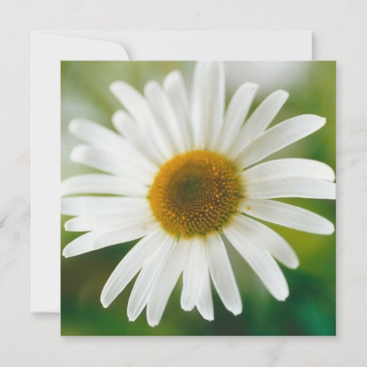 White Oxeye Daisy - Leucanthemum vulgare Karte (Vorderseite)