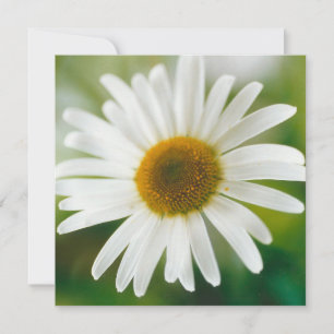 White Oxeye Daisy - Leucanthemum vulgare Karte