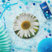 White Oxeye Daisy - Leucanthemum vulgare Pappteller (Party)