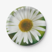 White Oxeye Daisy - Leucanthemum vulgare Pappteller (Vorderseite)