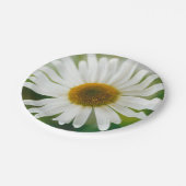 White Oxeye Daisy - Leucanthemum vulgare Pappteller (Schrägansicht)