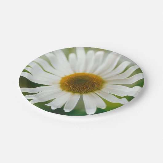 White Oxeye Daisy - Leucanthemum vulgare Pappteller (Schrägansicht)