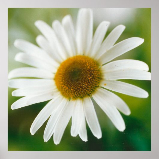 White Oxeye Daisy - Leucanthemum vulgare Poster (Vorne)