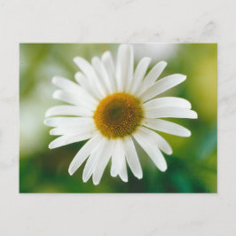 White Oxeye Daisy - Leucanthemum vulgare Postkarte