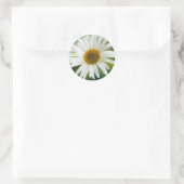 White Oxeye Daisy - Leucanthemum vulgare Runder Aufkleber (Tasche)