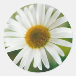 White Oxeye Daisy - Leucanthemum vulgare Runder Aufkleber