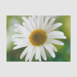 White Oxeye Daisy - Leucanthemum vulgare Seidenpapier