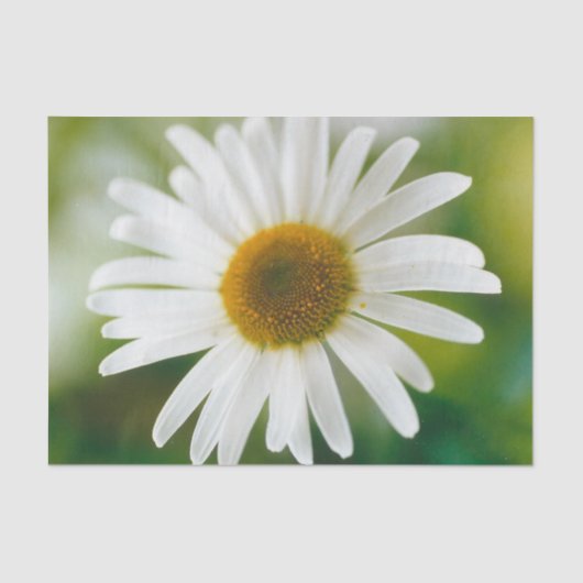 White Oxeye Daisy - Leucanthemum vulgare Seidenpapier (Vorderseite)