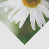 White Oxeye Daisy - Leucanthemum vulgare Seidenpapier (Ausschnitt)