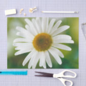 White Oxeye Daisy - Leucanthemum vulgare Seidenpapier (Handwerk)