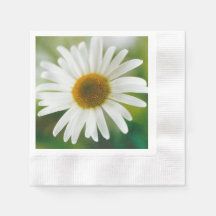 White Oxeye Daisy - Leucanthemum vulgare