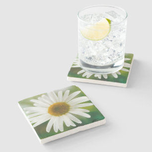 White Oxeye Daisy - Leucanthemum vulgare Steinuntersetzer