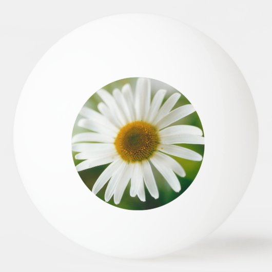 White Oxeye Daisy - Leucanthemum vulgare Tischtennisball (Vorderseite)