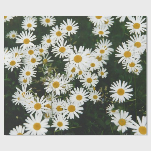 White Oxeye Daisy Meadow Geschenkpapier (Flach)