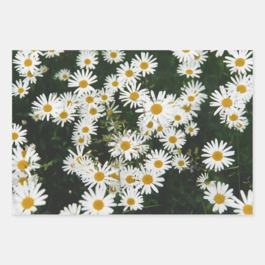 White Oxeye Daisy Meadow Geschenkpapier Set (Vorderseite 2)