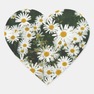 White Oxeye Daisy Meadow Herz-Aufkleber
