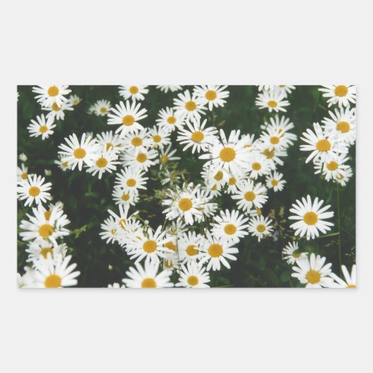 White Oxeye Daisy Meadow Rechteckiger Aufkleber (Vorderseite)