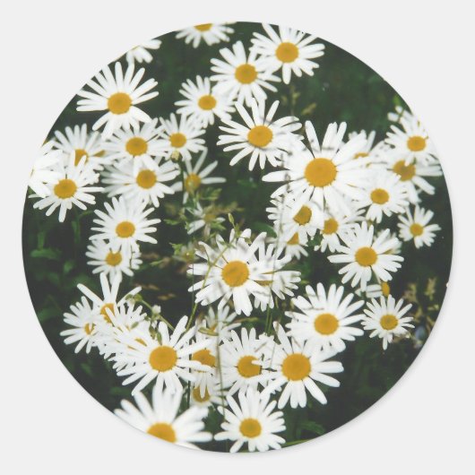 White Oxeye Daisy Meadow Runder Aufkleber (Vorderseite)