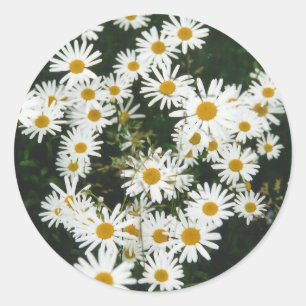 White Oxeye Daisy Meadow Runder Aufkleber