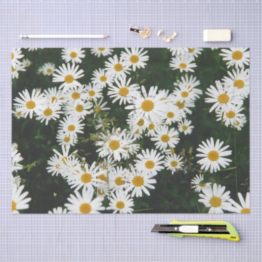 White Oxeye Daisy Meadow Seidenpapier (Handwerk)