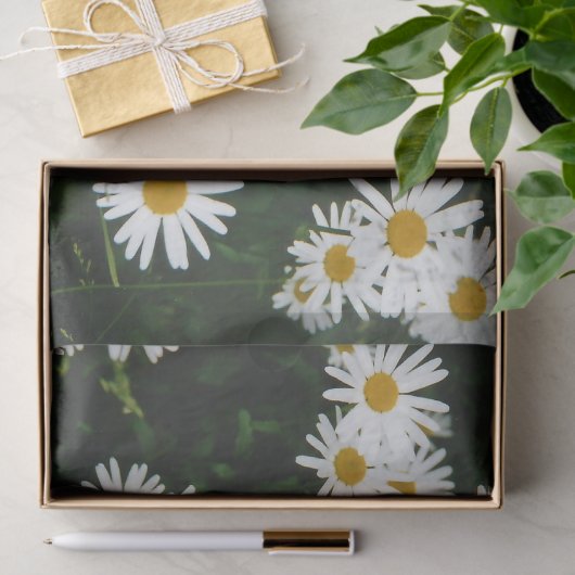 White Oxeye Daisy Meadow Seidenpapier (Geschenk)