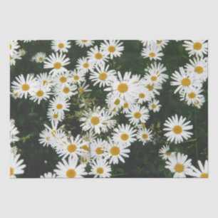 White Oxeye Daisy Meadow Seidenpapier