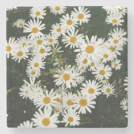 White Oxeye Daisy Meadow Steinuntersetzer (Vorderseite)