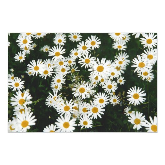 White Oxeye Daisy, Moon Daisy Meadow Fotodruck (Vorne)